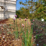 WG Vogelbach, Riehen